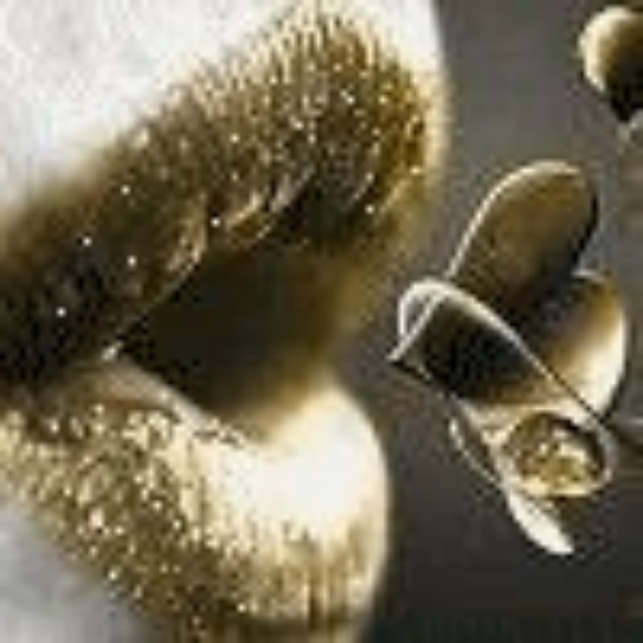 Meet your Posher, Tammy - Picture 1 of 1